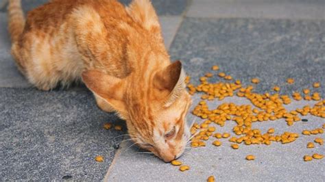 Jangan Panik Ini Penyebab Kucing Muntah Cairan Kuning Dan Cara