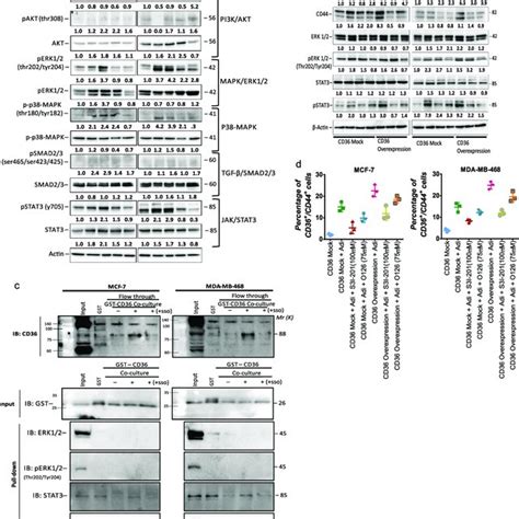 Cd36 Directly Interacts With Fabp4 To Mediate Fatty Acid Metabolism A