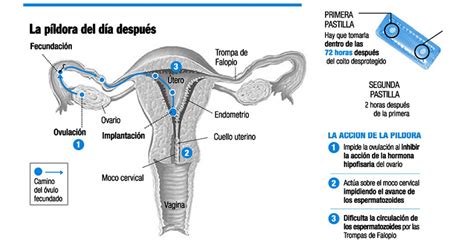 P Ldora Del D A Despu S Claves Para Saber C Mo Funciona