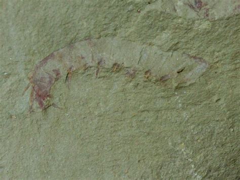 Anomalocaris Fossil