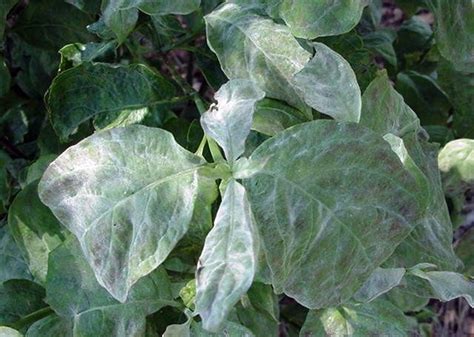 Powdery Mildew on Dogwood | Home & Garden Information Center