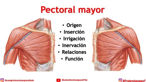 Anatomia Del Musculo Pectoral