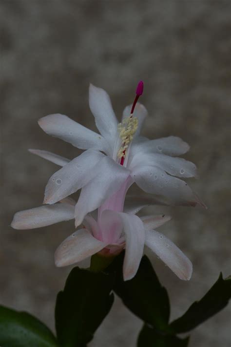 Schlumbergera Hybrid Mazie Epiphytic Cacti