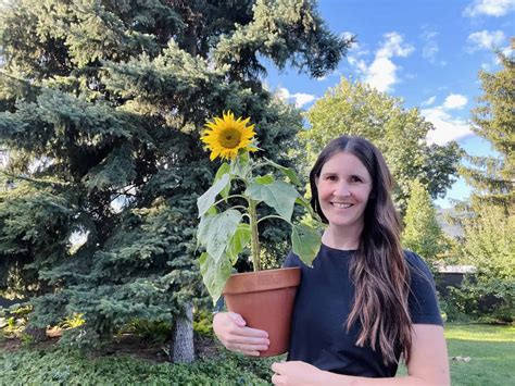 How Long Does It Take For A Sunflower To Grow A Timeline For Your