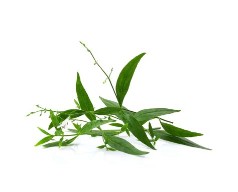 Andrographis Paniculata Extract Naturmed Scientific