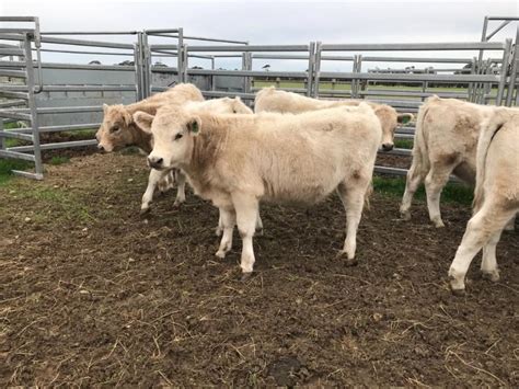 Lot 583 7 Mixed Sex Calves Auctionsplus