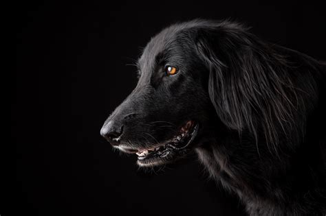 Significado de sonhar Cachorro preto Meempi Análises de Sonhos