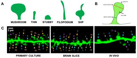 Dendritic Spine Synapse