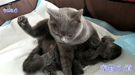 【宠物之道】主人想当着母猫面拿走小奶猫，猫妈妈一把按住小猫：不许拿走宝宝 Youtube