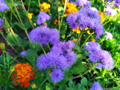 Como Plantar Agerato Ageratum Houstonianum Queridas Plantas