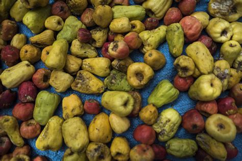 Discover The Fascinating Cashew Apple” Trees For The Future