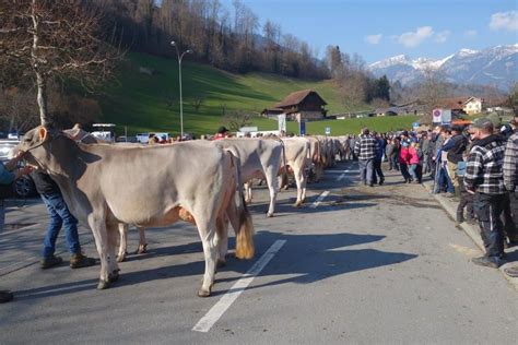 Vorschau Bruna Obwalden Vieh Aus Der Zentralschweiz