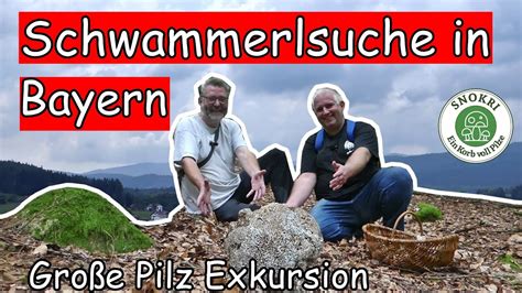 Schwammerlsuche in Bayern Große Pilz Exkursion Tolle Pilze Funde