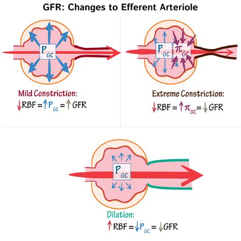 Glomerular Filtration Rate Determinants Physiology Flashcards Ditki Medical And Biological