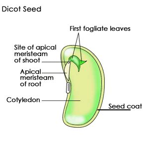 seed leaf - meddic