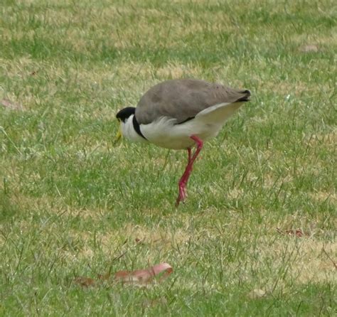 Black Shouldered Lapwing From Ballarat Vic Australia On November