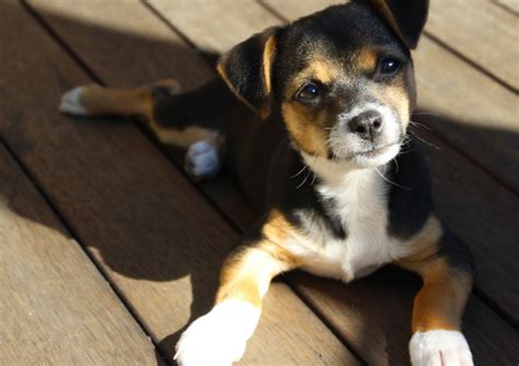 22 Jack Russell Terrier Mixes: JRT Mixed Breeds!