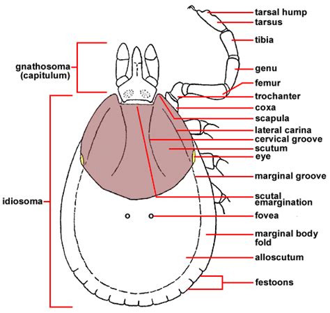 102 General Anatomy Of Ticks Medicine Libretexts