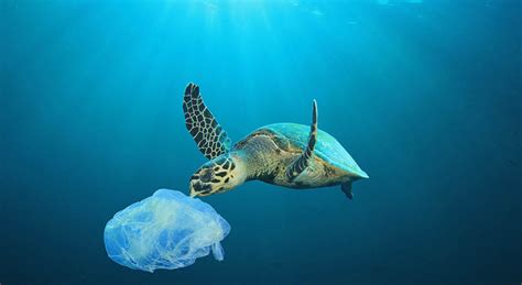 Why Are Plastic Bags Bad For The Environment Learn More