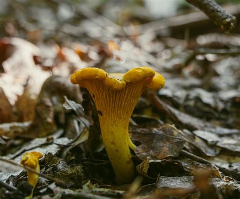 Chanterelle Mushroom Identification (and Look-Alikes to Avoid)