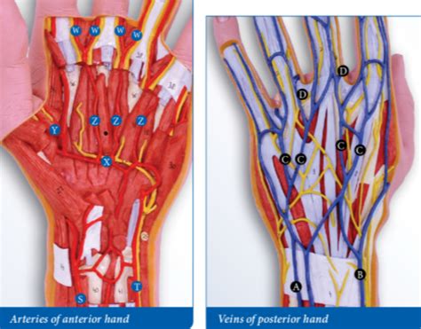 veins and arteries of the hand Diagram | Quizlet