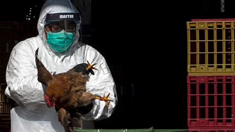 Bird Flu Virus