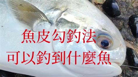 （第43集）taiwan 釣魚樂 釣魚好方法魚皮勾釣法可以釣很多魚臺灣釣魚 Youtube