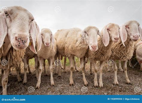 White Sheep Looking In Front Of The Camera Concept Of Diversity