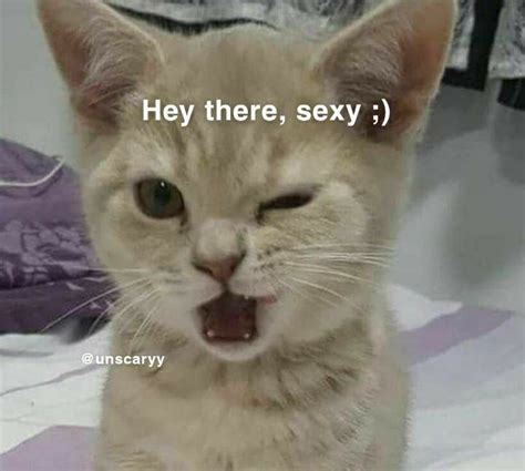 Hey There Sexy Cat Cute Funny Pics Funny Cute Cats Silly Cats Cute Memes Cool Cats Funny