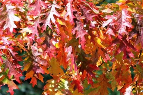 Carol Steel: Oak and Maple Leaves