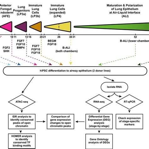 Schematic To Show The Protocol Used To Differentiate Ipsc Into Lung