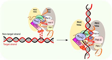 The Magic Cut On Target Dna By Crispr Cas9 Bioscope