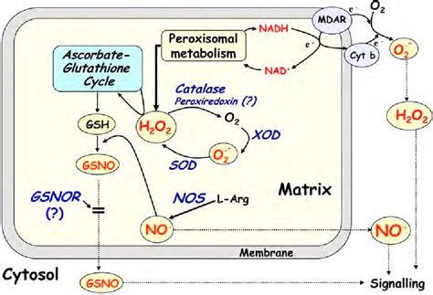 Figure 2 From Reactive Oxygen Species And Reactive Nitrogen Species In