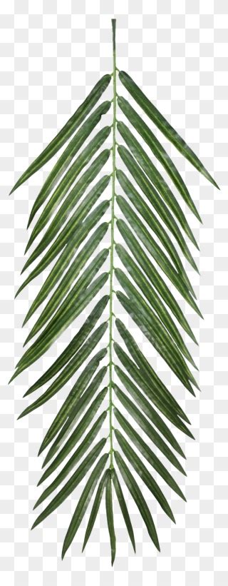 Palm Leaf Png Clipart Transparent Png 5379646 PinClipart