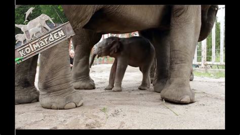 Elephant Familj At Kolmården Wildlife Park Sweden 2020 Kolmården Zoo