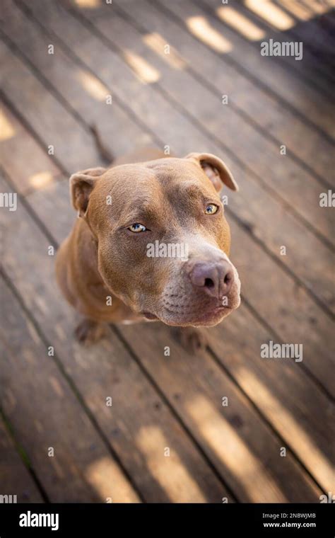 El Perro Mira Hacia Arriba Fotograf As E Im Genes De Alta Resoluci N