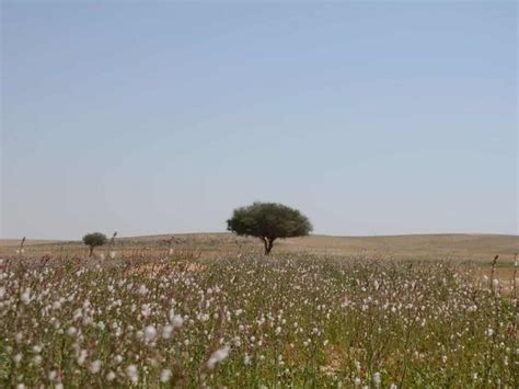 Saudi Arabia to launch drones to plant trees in desert