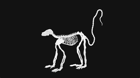 3D Lemur Skeleton Model - TurboSquid 1995920