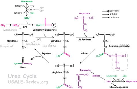 Urea Cycle