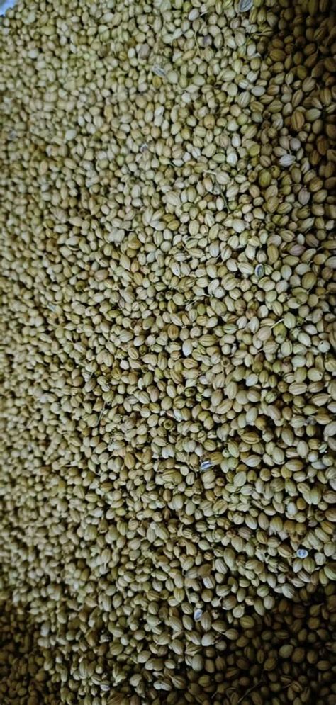 Grade Green Medium Variety 2 SINDHU CS 2 CS2 Dried Coriander Seed