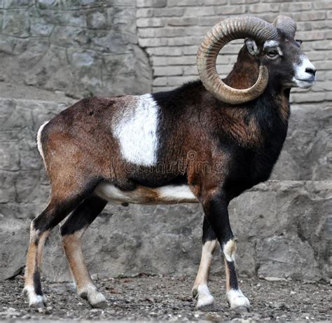 European Mouflon Ovis Aries Musimon Stock Photo Image Of Domestic