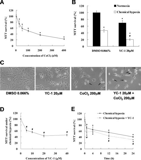 661w Photoreceptor Cell Line Atcc Bioz