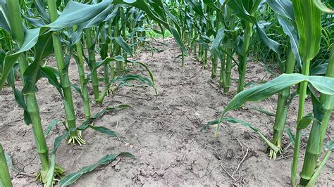 Vetch Control In Corn Ontario Grain Farmer