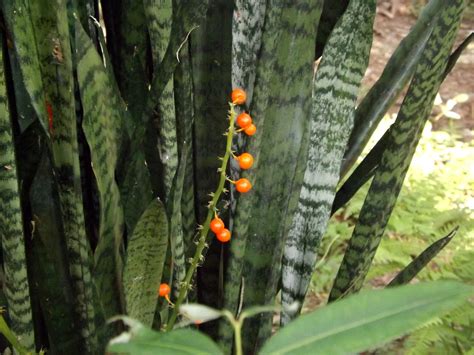 Murba Or Snake Plant Dracaena Trifasciata