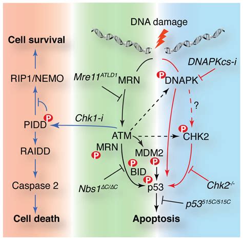 Frontiers The ATM Signaling Network In Development And Disease Genetics