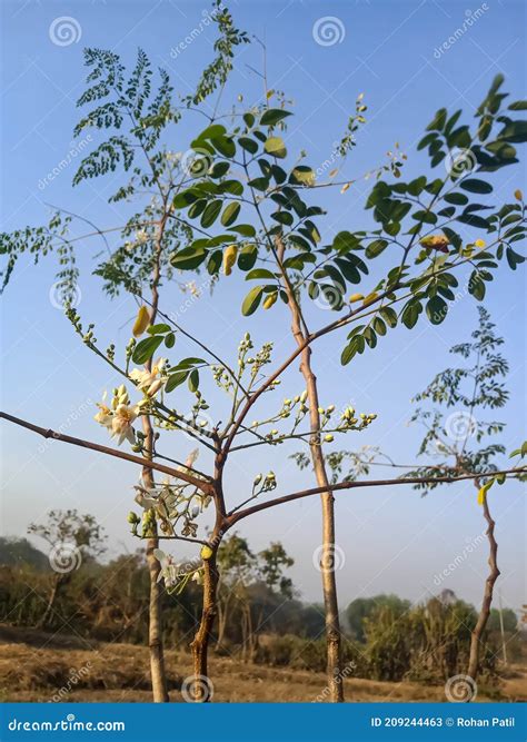 Indian Drumstick Tree in Agriculture Farm the Tree Has Flowers Stock ...