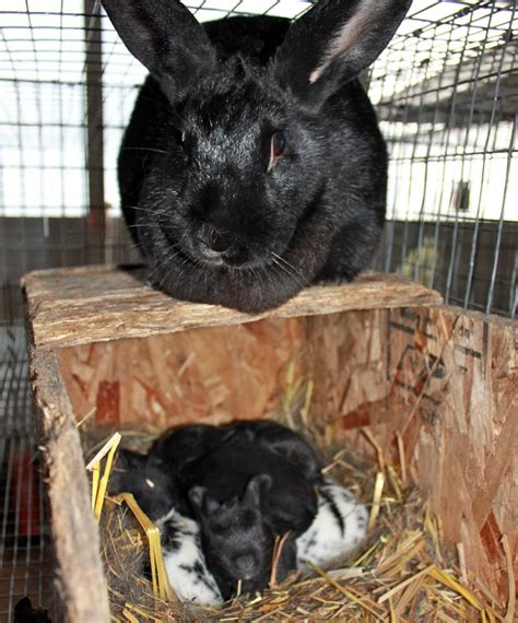 Black And Broken Black New Zealand Rabbits Birdsong Farm Pocket Pause