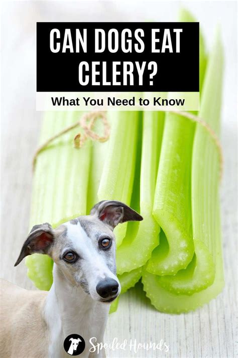 A Dog Standing Next To Celery With The Words Can Dogs Eat Celery