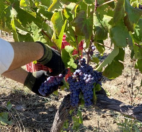 Vino vendemmia vigneto italia più forte di caldo e siccità Qualità