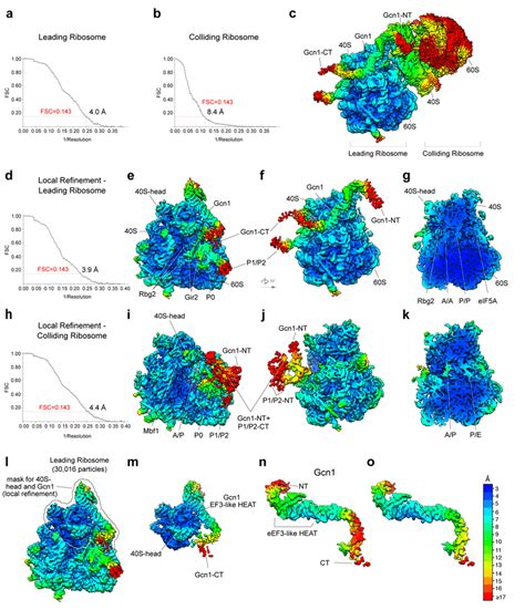 Fig S Local Resolution Of Cryo Em Reconstructions Of The